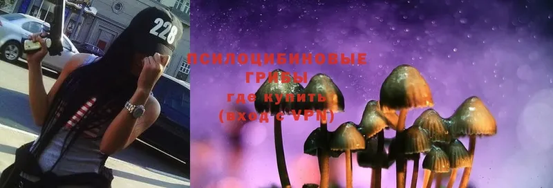 где купить   Старая Купавна  Псилоцибиновые грибы Psilocybine cubensis 